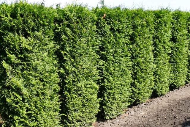 Thuja occidentalis 'Brabant'