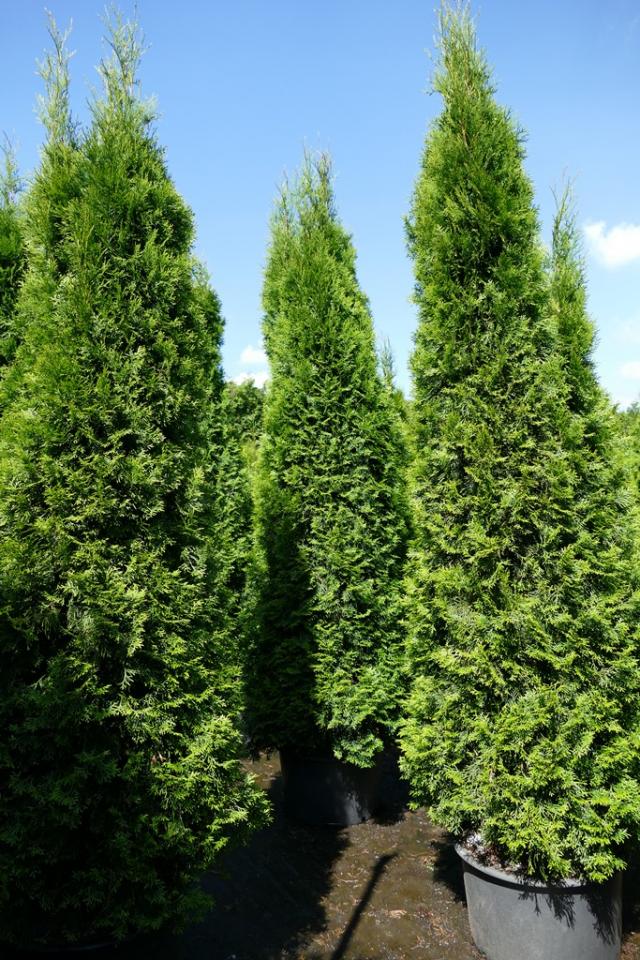 Thuja occidentalis 'Smaragd'