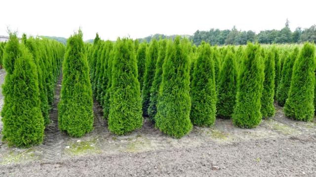 Thuja occidentalis 'Smaragd'