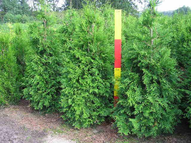 Thuja plicata 'Martin'