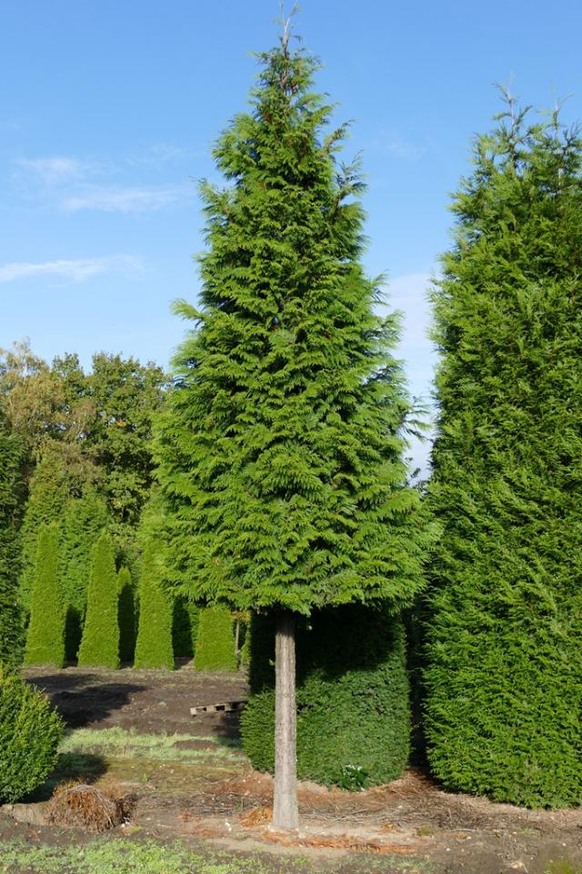 Riesenlebensbaum - (Thuja plicata) 500-550 cm günstig online kaufen ...