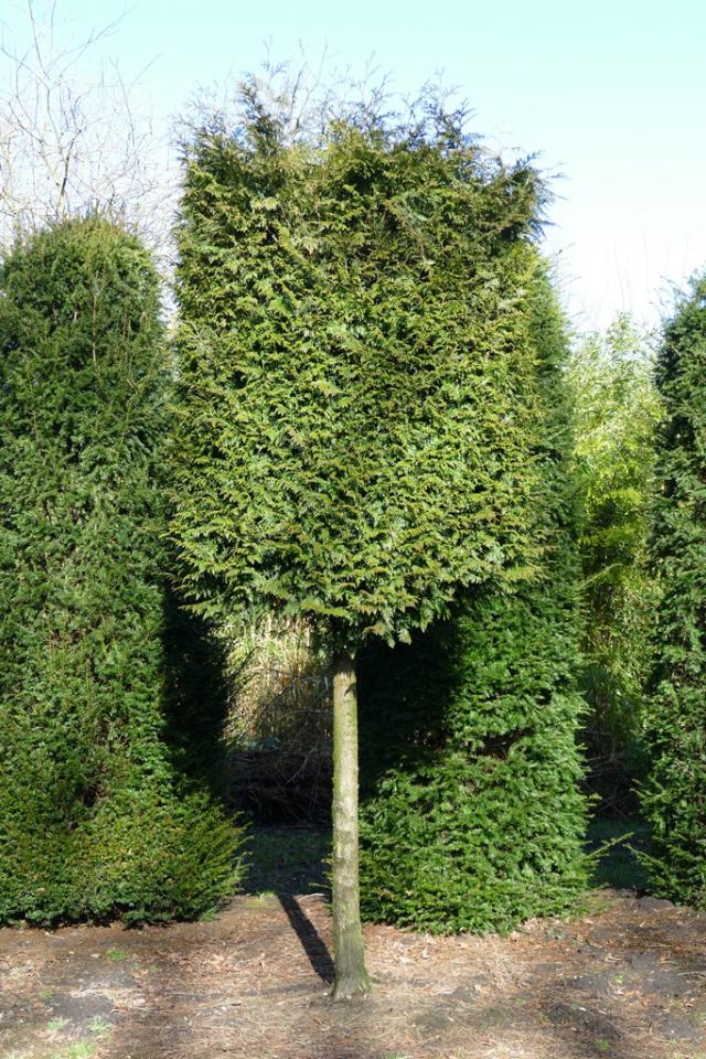 Thuja plicata