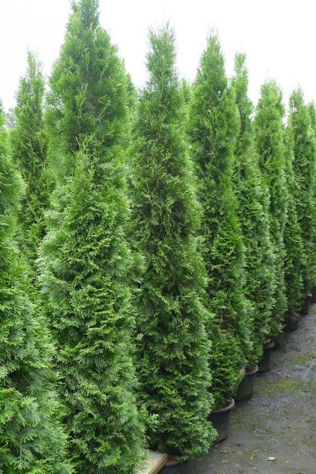 Thuja occidentalis 'Smaragd'