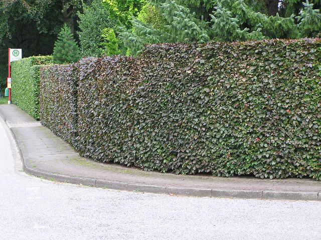 Fagus sylvatica purpurea - Kopie