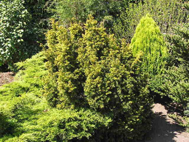 Taxus baccata 'Semperaurea'