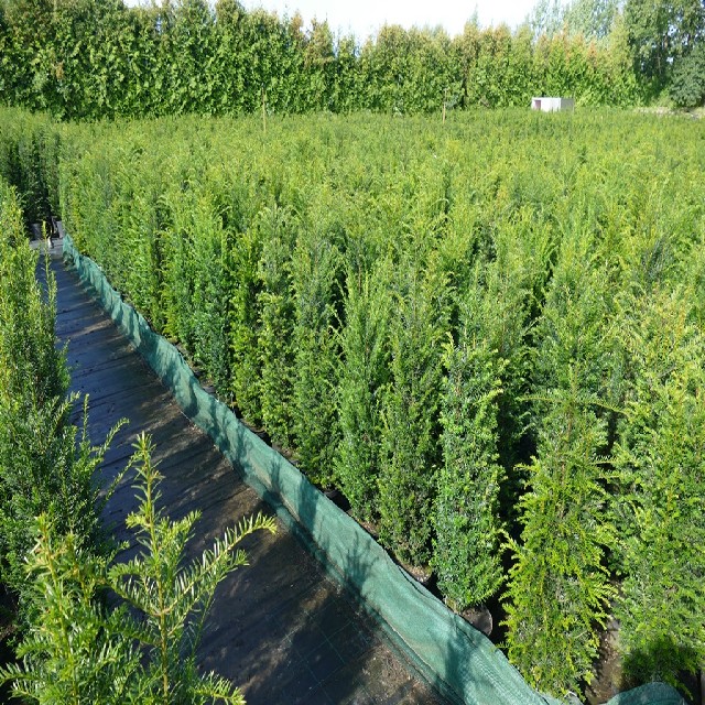 Taxus baccata