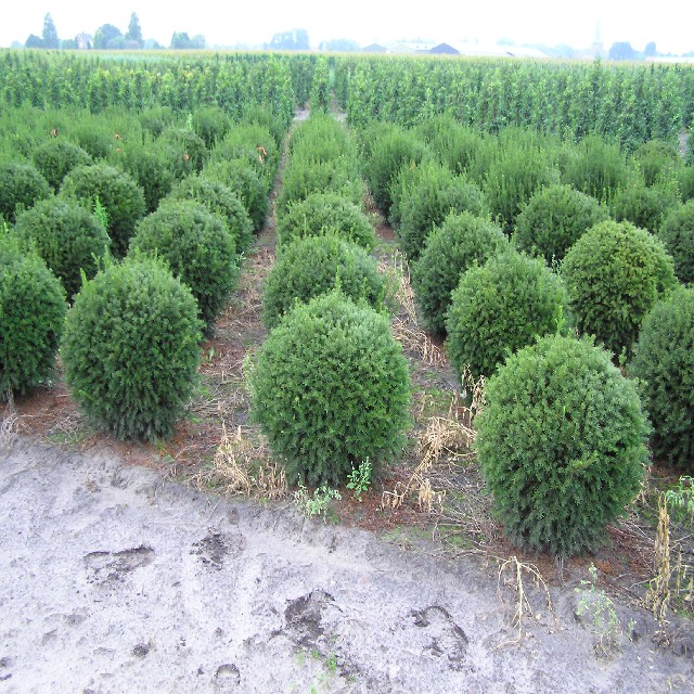 Taxus media 'Groenland'