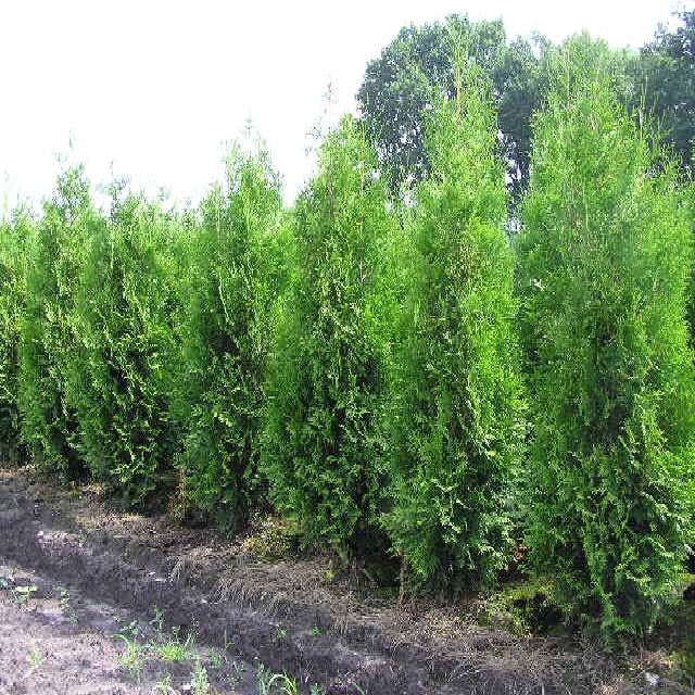 Thuja occidentalis 'Brabant'