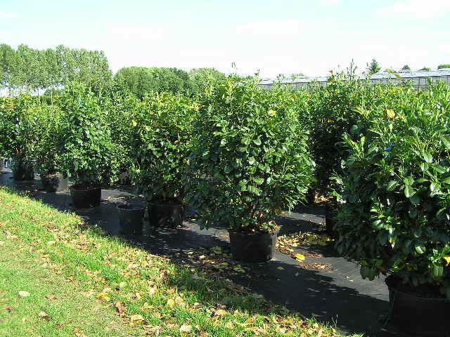 Prunus lauroc. 'Etna' ®