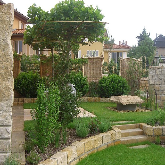 Platanus hispanica