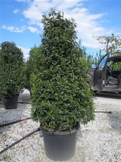 Prunus lusitanica 'Angustifolia'