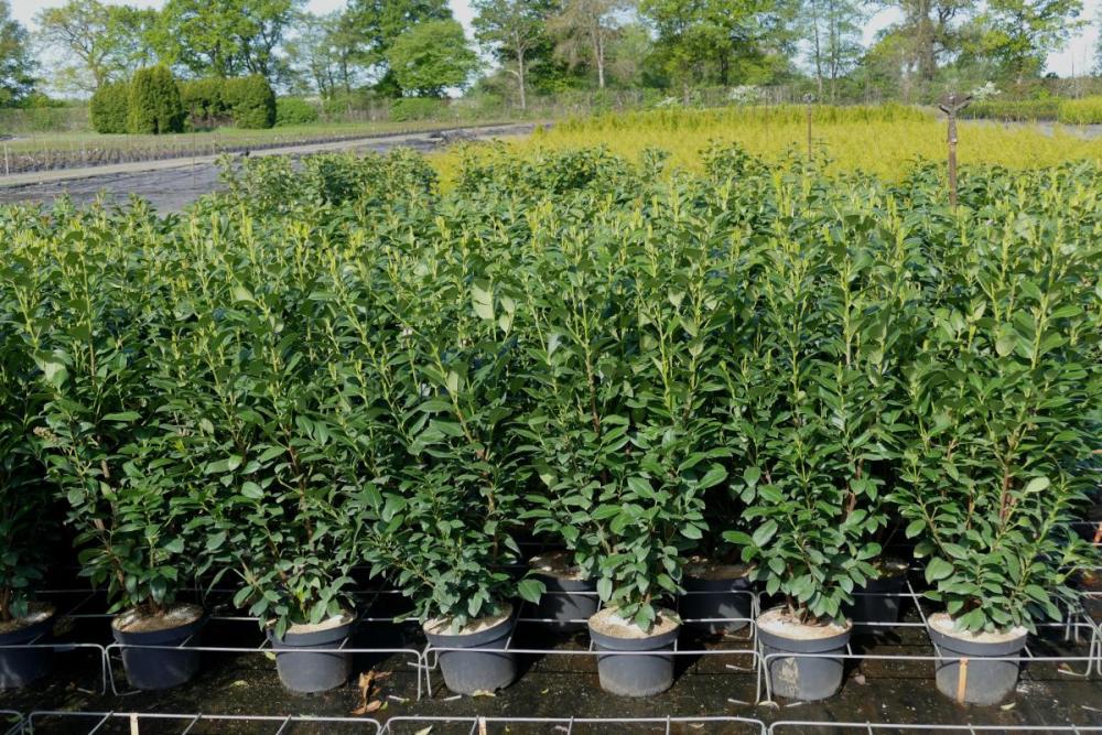 Prunus lauroc. 'Genolia' ®