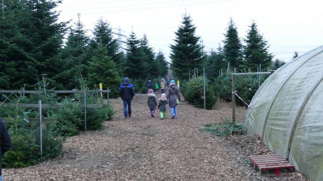 Abies nordmanniana