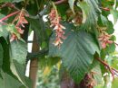 Roter Schlangenhaut-Ahorn - Acer capillipes