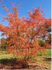 Acer ginnala