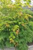Japanischer Feuerahorn - Acer japonicum 'Aconitifolium'