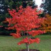 Acer palmatum 'Osakazuki'