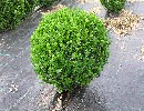 Hoher Buchsbaum - Buxus sempervirens var. arborescens