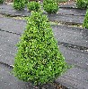 Hoher Buchsbaum - Buxus sempervirens var. arborescens
