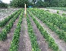 Buxus sempervirens var. arborescens