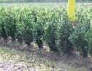 Buxus sempervirens var. arborescens