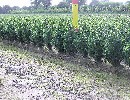 Buxus sempervirens var. arborescens