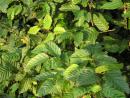 Hainbuche, Weißbuche - Carpinus betulus