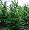 Hainbuche, Weißbuche - Carpinus betulus