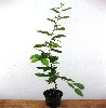 Hainbuche, Weißbuche - Carpinus betulus
