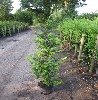 Hainbuche, Weißbuche - Carpinus betulus