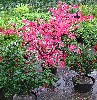 Purpur-Kriechspindel 'Coloratus' - Euonymus fortunei 'Coloratus'