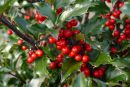 Gemeine Stechpalme - Ilex aquifolium