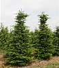 Abies koreana 'Sämling'