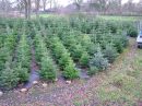 Abies nordmanniana