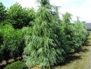 Cedrus deodara