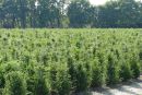 Taxus baccata