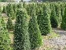 Taxus baccata