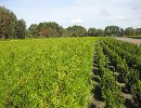 Thuja occidentalis 'Brabant'