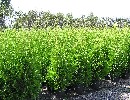 Thuja occidentalis 'Brabant'