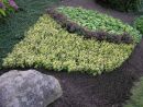 Goldbunte Kriechspindel 'Emerald'n Gold' - Euonymus fortunei 'Emerald'n Gold'