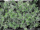 Weißbunte Kriechspindel 'Emerald Gaiety' - Euonymus fortunei 'Emerald Gaiety'