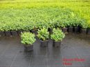 Buxus sempervirens 'Blauer Heinz'