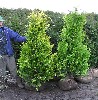 Gartenzypresse 'Ivonne' - Chamaecyparis laws. 'Ivonne'