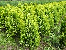 Gartenzypresse 'Ivonne' - Chamaecyparis laws. 'Ivonne'