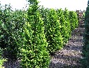 Gartenzypresse 'Ivonne' - Chamaecyparis laws. 'Ivonne'