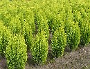 Gartenzypresse 'Ivonne' - Chamaecyparis laws. 'Ivonne'