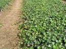 Großblättriger Irischer Efeu - Hedera helix 'Hibernica'