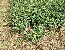 Kriechmispel 'Eichholz' - Cotoneaster dammeri 'Eichholz'