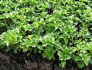 Pachysandra terminalis