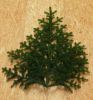 Abies nordmanniana